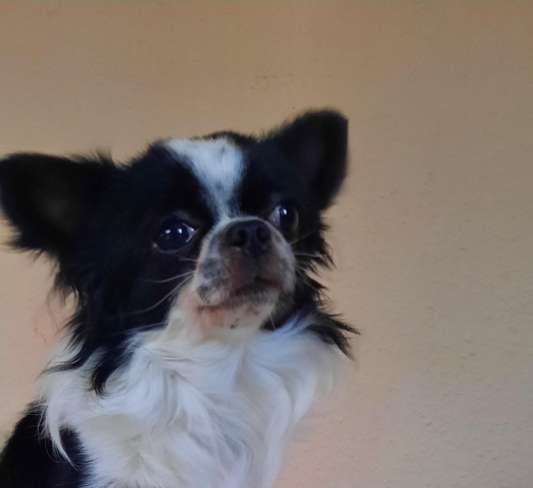 Rambo Von the Lovely Chihuahua's , unser schwarz/weißer schecke Rüde 